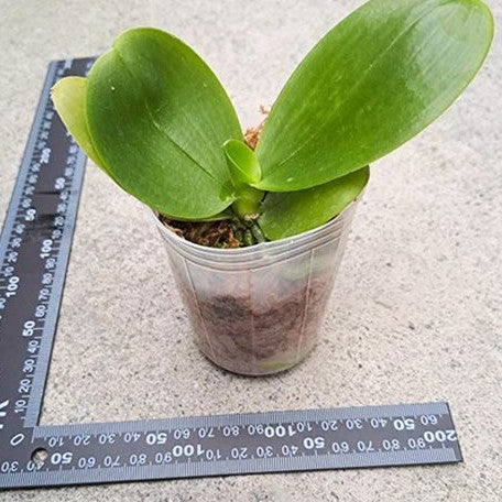 Phalaenopsis LD Sun Dragon 2.5" *Preorder* (5521P:G) | US-Based Seller | Rare Orchid