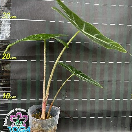 Alocasia longiloba 'Lowii Complex' 2.5" Grower's Choice *Now In Stock* (5596P:G) | Rare Aroid