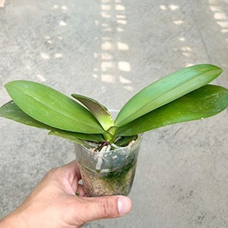 Phalaenopsis Allura Voodoo 2.5" Fragrant Grower's Choice *In Stock*