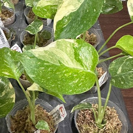 Monstera deliciosa 'Thai Constellation' variegated 1.7" *Preorder* (3924P:G) | Rare Aroid