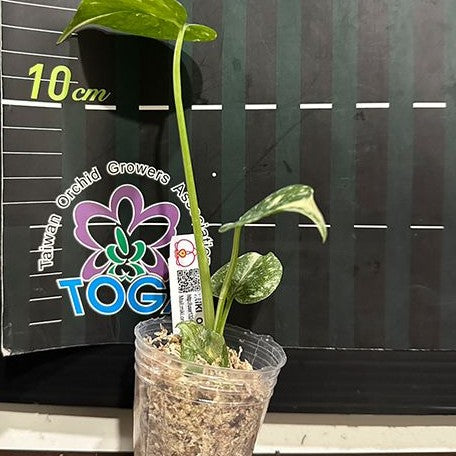 Monstera deliciosa 'Thai Constellation' variegated 1.7" *Preorder* (3924P:G) | Rare Aroid