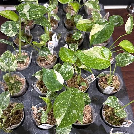 Monstera deliciosa 'Thai Constellation' variegated 1.7" *Preorder* (3924P:G) | Rare Aroid