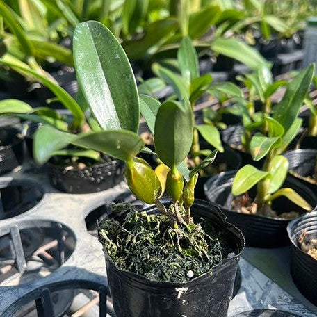 bonbonero ボンボネロ 畜光(グリーン) Dendrobium griffithianum 'Yellow Yuan' 3.0