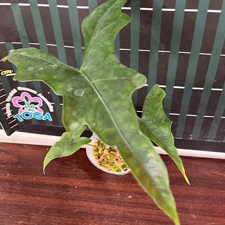 Alocasia nycteris batwing 2.5" *Preorder* (3832P:G) | Rare Aroid