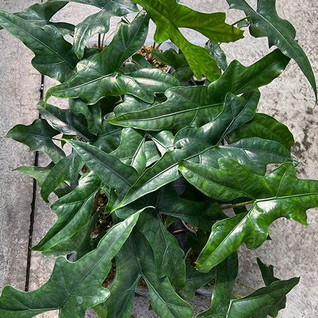 Alocasia nycteris batwing 2.5" *Preorder* (3832P:G) | Rare Aroid