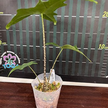 Alocasia nycteris batwing 2.5" *Preorder* (3832P:G) | Rare Aroid