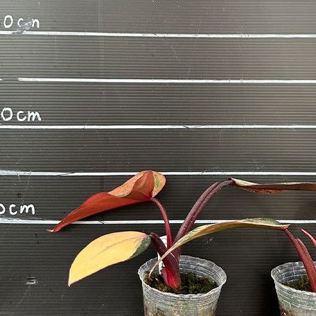 Philodendron Strawberry Shake variegated 2.5" Grower's Choice *Now In Stock* (3883P:G) | Rare Aroid