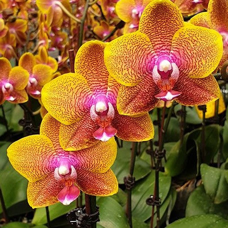 Phalaenopsis Sogo Lawrence 3.0" *Preorder* (6196P:G) | US-Based Seller | Rare Orchid
