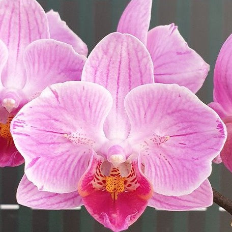 Phalaenopsis Miki Pink Rabbit '174' (peloric 2 eyes) 2.5