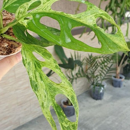Monstera adansonii Variegated 'Mint' 2.5