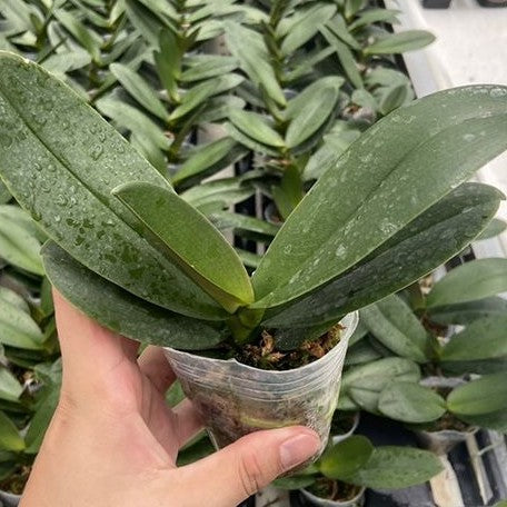 Phalaenopsis Harck Marigold 2.5" *Preorder* (6203P:G) | US-Based Seller | Rare Orchid