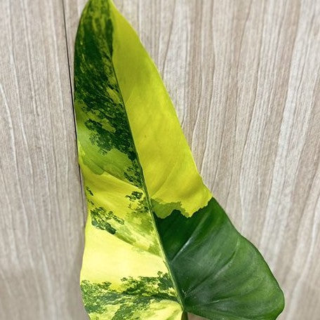 variegated philodendron domesticum Philodendron domesticum variegata variegated 2.5" *Preorder*