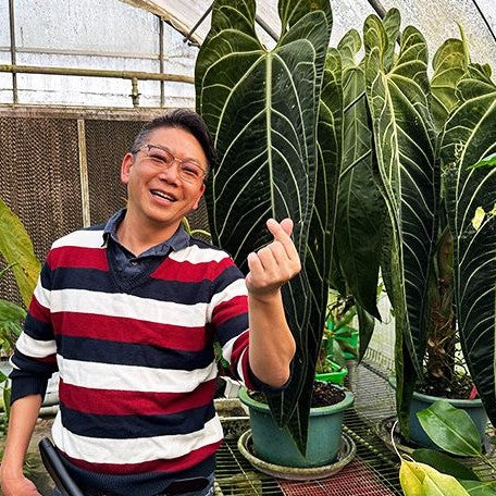 Anthurium 'Warocqueanum' 2.5号 Anthurium warocqueanum 2.5