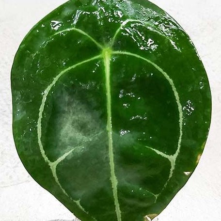 Anthurium forgetii 3.5