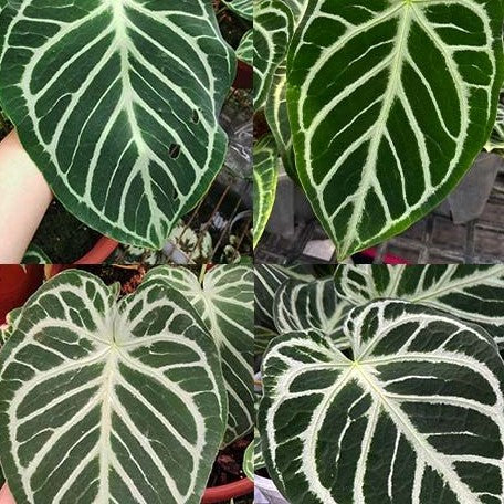 anthurium crystallinum hope Anthurium Crystallinum (cultivar) 2.5" Grower's Choice *In Stock*