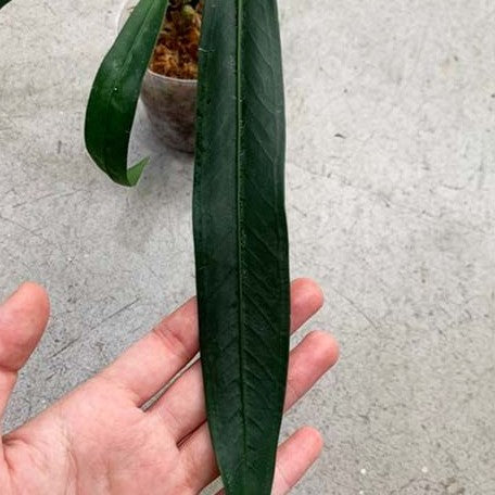 Anthurium type pendens JA 2.5