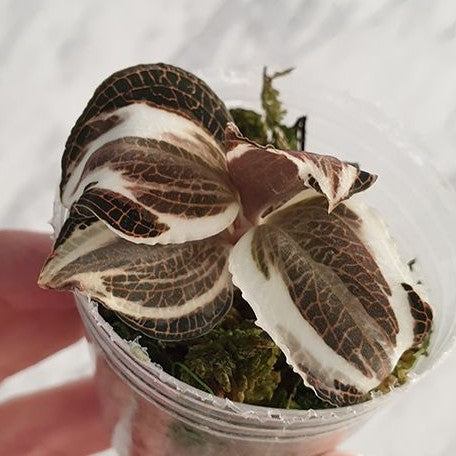 Anoectochilus roxburghii Variegata variegated 1.7 Anoectochilus roxburghii Variegata variegated 1.7