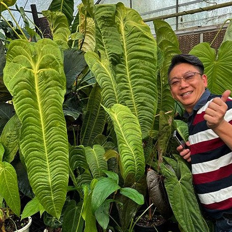 Anthurium veitchii 1.7