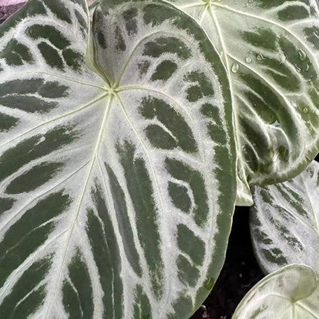 Anthurium 'Dorayaki' × 'Silver Blush' 2.5