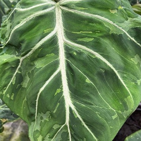 philodendron snow white Philodendron gloriosum 'ES' 2.5" variegated a.k.a Snow Leopard *Preorder* Bare Root Import