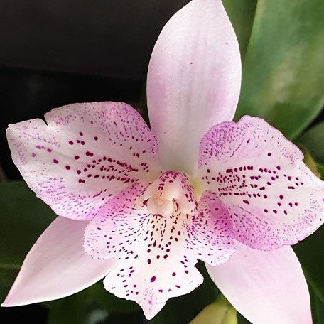 Caulocattleya Chantilly Lace 'Twinkle' 2.5