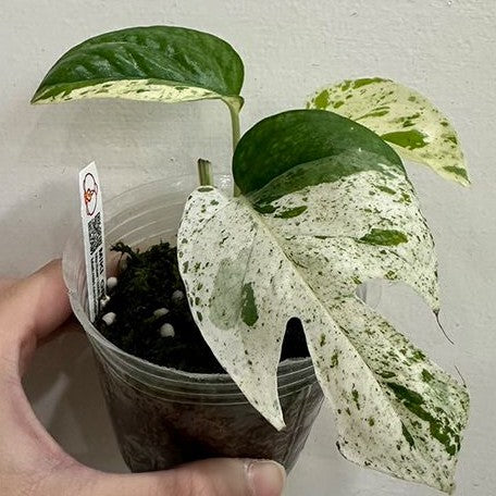 Epipremnum 'Marble Queen' variegated 2.5