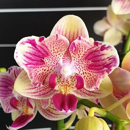 Phalaenopsis Miki Flowery Girl 2.5