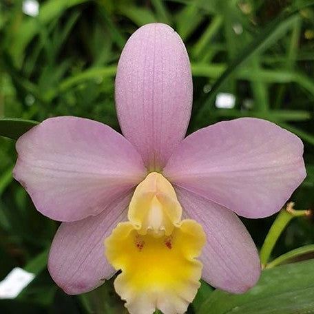 Sophrocattleya Crystelle Smith 'N.R' HCC/AOS 2.5
