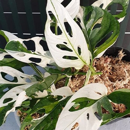 monstera adansonii for sale Monstera adansonii Variegated 2.5" Grower's Choice *In Stock*