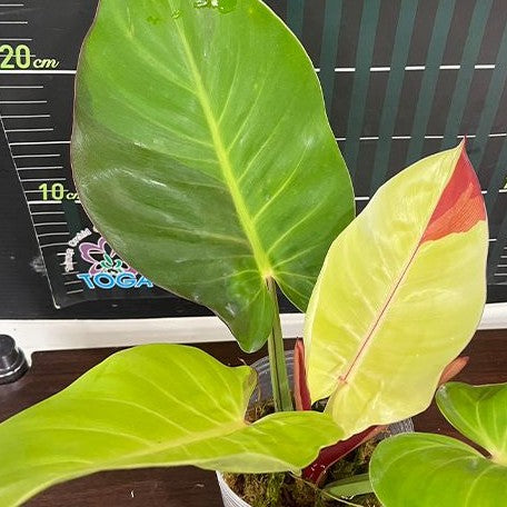 philodendron imperial yellow Philodendron Yellow Flame variegated 3.5" Grower's Choice *In Stock* – OrchidBox