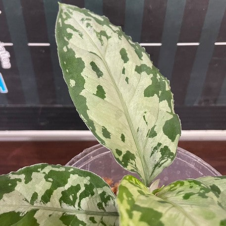 Aglaonema pictum tricolor 'Black' variegated 2.5