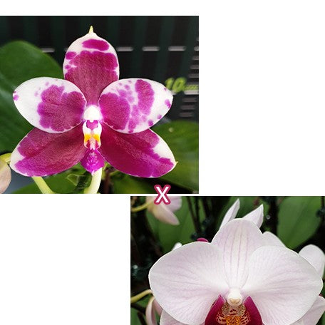 173051241677-Phal.%20KS%20Redland%20Spots%20%C3%97%20Little%20Gem%20Stripes%20%E8%8A%B11.jpg