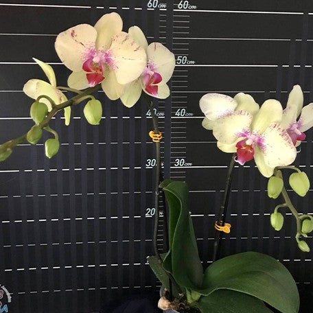 173051563424-Phal.%20Bopin%20hanabi%20%C3%97%20Jeannette%20Brandon%20%E8%8A%B12.jpg