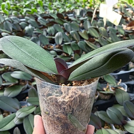 173088885739-Phal.%20OX%20Black%20Face%20'1647'%20%E6%A4%8D%E6%A0%AA2.5''1.jpg