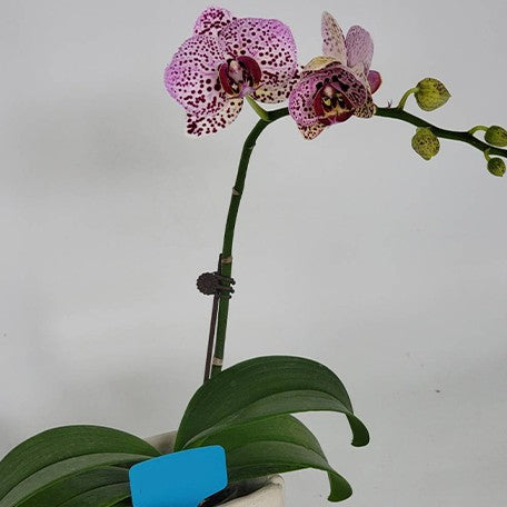 173165261528-Phal.%20Fangmei%20Cloud%20Leopard%20%E8%8A%B12.jpg
