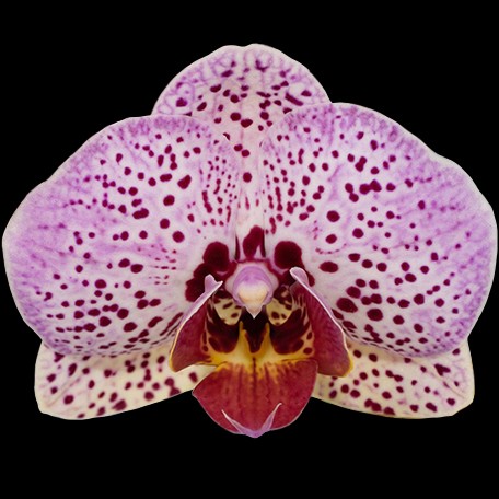 173165261588-Phal.%20Fangmei%20Cloud%20Leopard%20%E8%8A%B11.jpg