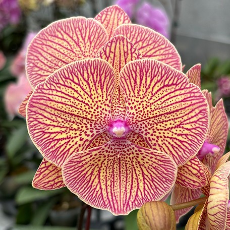 173215415156-Phal.%20Sogo%20Very%20Maple%20%E8%8A%B11.jpg