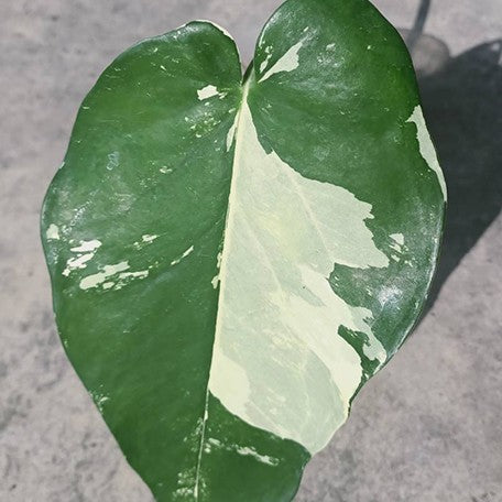 Syngonium chiapense variegated 2.5