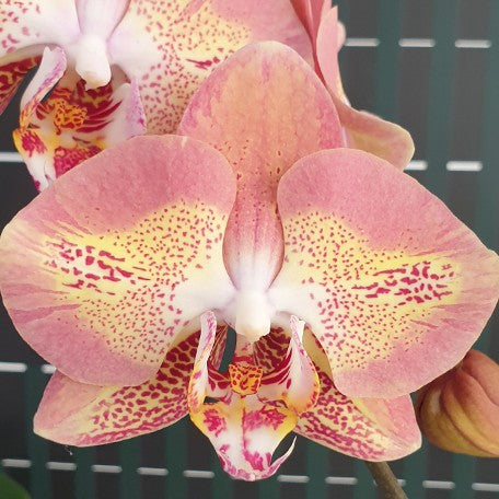 173269168317-Phal.%20Leco%20Fantastic%20'3328'%20%E8%8A%B11.jpg