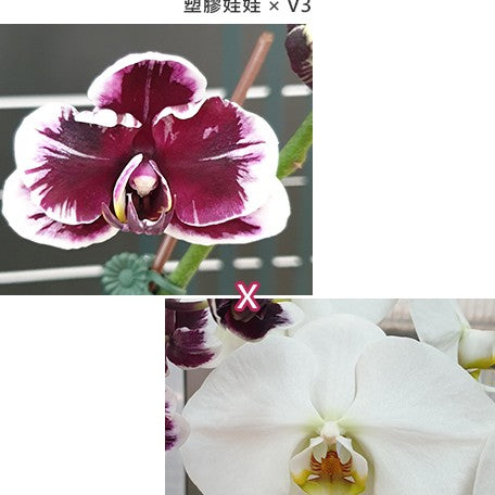 173278510258-Phal.%20Hsinying%20Little%20Knight%20'Plastic%20Doll'%20%C3%97%20Sogo%20Yukidian%20'V3'%20%E8%8A%B11.jpg