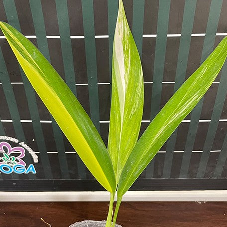 173327656756-Epipremnum%20amplissimum%20(Variegated)%20%E6%A4%8D%E6%A0%AA2.5''2.jpg