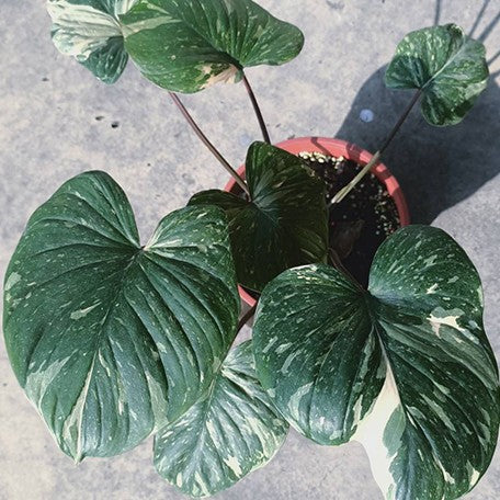 Homalomena rubescens 'White Variegated' 3.5