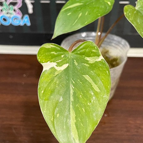 173327735956-Homalomena%20rubescens%20'White%20Variegated'%20%E6%A4%8D%E6%A0%AA2.5''2.jpg