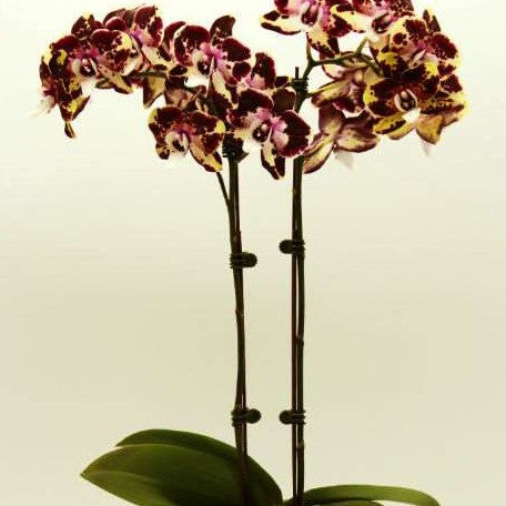 173330891928-Phal.%20Itou%20%E8%8A%B12.jpg