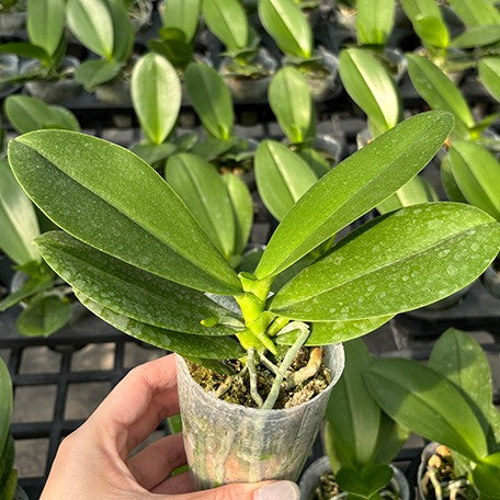 173345610496-Phal.%20Younghome%20Lucky%20%E6%A4%8D%E6%A0%AA2.5''1.jpg