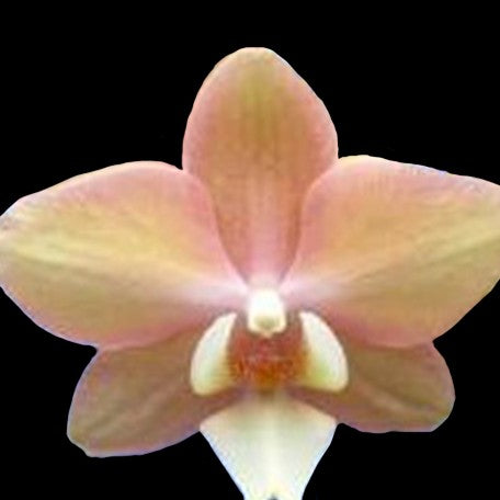 173396614735-Phal.%20King%20Car%20Rainbow%20Fantasy%20%E8%8A%B11.jpg