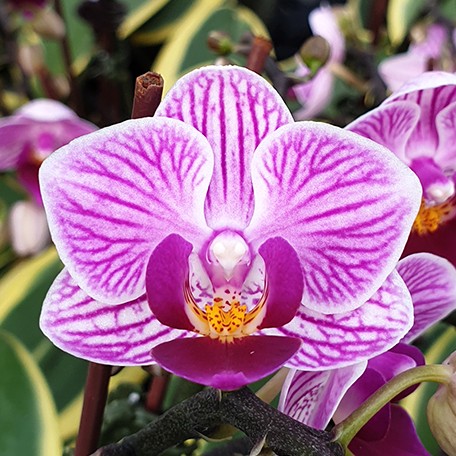 173467317958-Phal.%20Sogo%20Vivien%20'Variegata'%20%E8%8A%B11.jpg