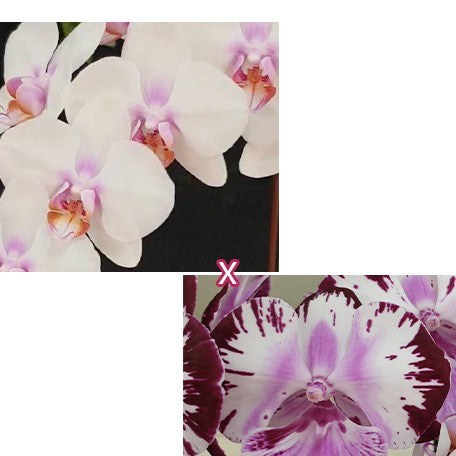173562407667-Phal.%20Miki%20Smile%20'1332'%20%C3%97%20Fuller's%20Master%20%E8%8A%B11.jpg