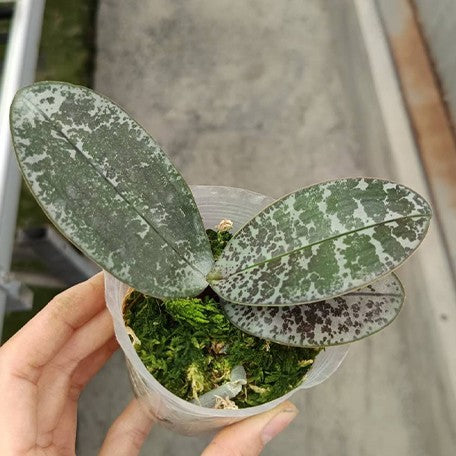 173589707822-Phal.%20philippinensis%20%C3%97%20sib%20%E6%A4%8D%E6%A0%AA2.5''1.jpg