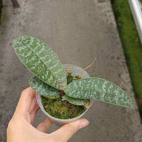 173589707869-Phal.%20philippinensis%20%C3%97%20sib%20%E6%A4%8D%E6%A0%AA2.5''2.jpg